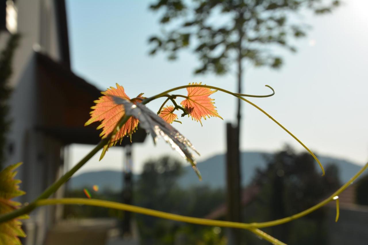 Katzer Villa Badacsonytördemic Dış mekan fotoğraf